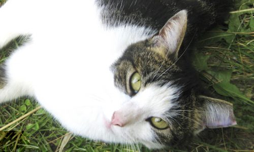 Ear Tipped Cat Lying in Grass
