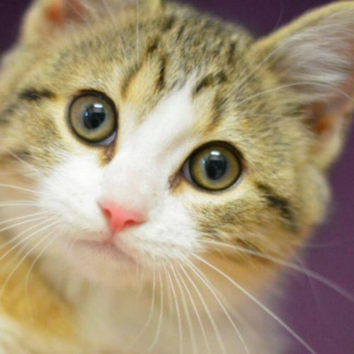 adoptable cats at HSNBA