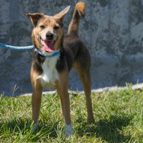 adoptable dogs at HSNBA